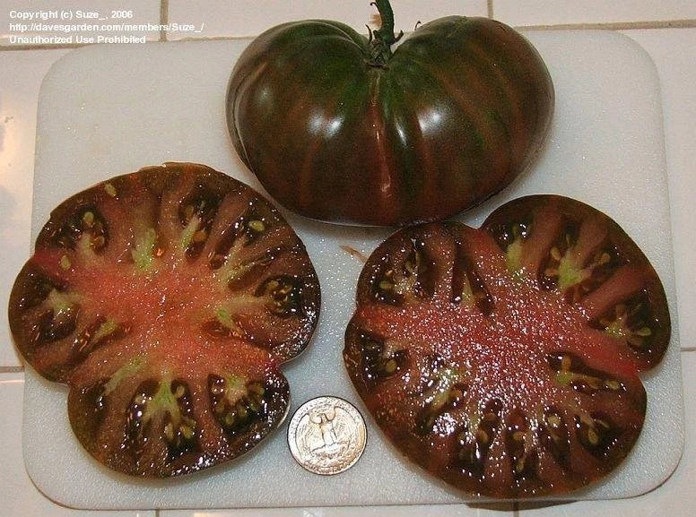 30+ Black From Tula Tomato Seeds - Heirloom, Non-GMO, Rare Variety - Solanum lycopersicum