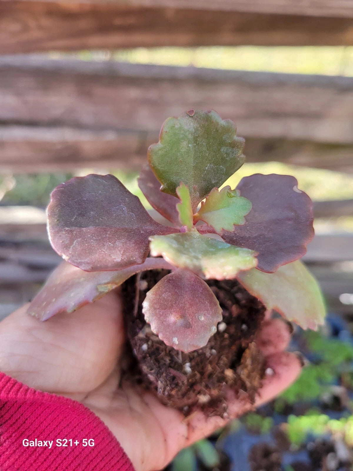 Kalanchoe Fedtschenkoi Succulent Plant - Lavender Scallops in 2.5 Inch Pot - Indoor Houseplant