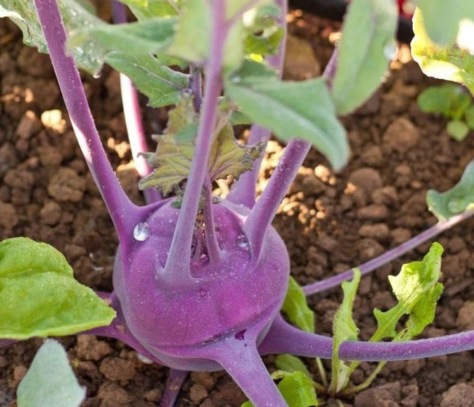 Kohlrabi Seeds 50 Count Packet Purple Vienna Crisp Tender Colorful Brassica oleracea