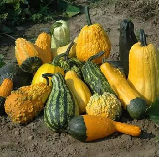 Lunch Lady Gourd Seeds (10 Seeds) - Exotic Pumpkin Variety for Planting, Cucurbita pepo