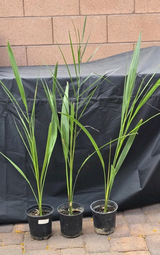 7" Potted Medjool Date Palm Tree, Phoenix Dactylifera, 1 Live Plant, Indoor/Outdoor Decor, 7+ Years Old