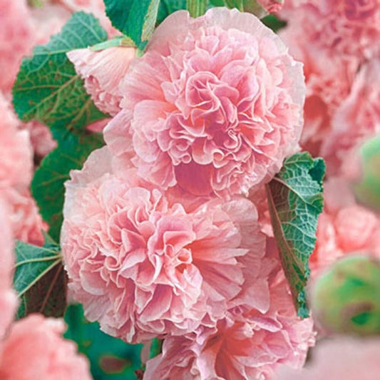25 Double Pink Hollyhock Seeds - Perennial Flower Seeds - Alcea rosea - US Seller