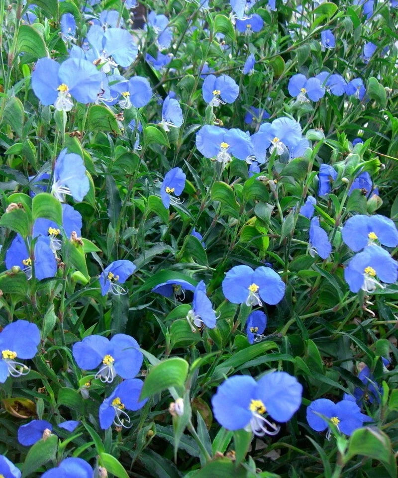 Asiatic Dayflower Herb Seeds - 30+ Organic Heirloom Seeds (Commelina communis) for Garden Planting, Non-GMO