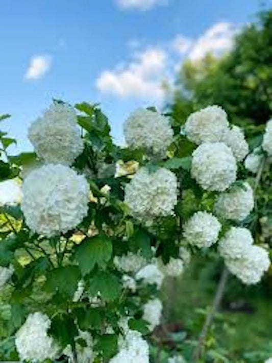 Japanese Snowball Viburnum Shrub 12-18in Bare Root - Viburnum plicatum - Deciduous, Dense Growth, White Flowers, Fall Color