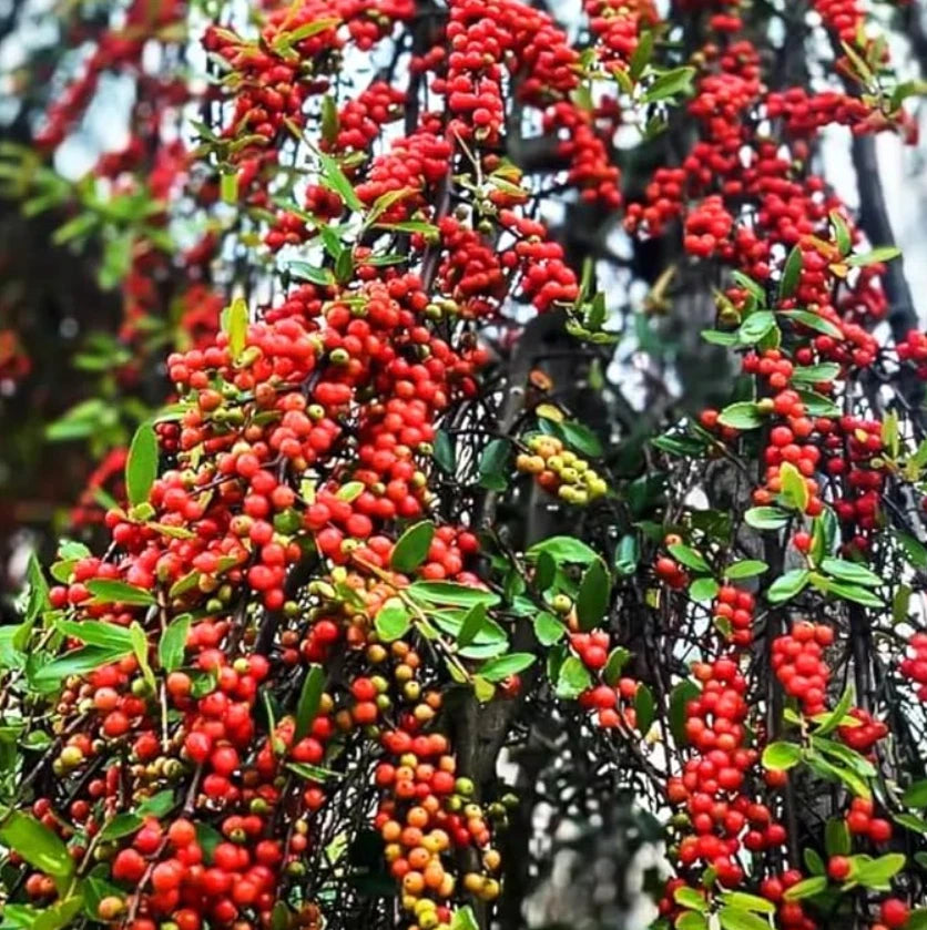 Live Weeping Yaupon Holly Plant – 4-6" Tall – Soil-Wrapped Roots – Ilex vomitoria