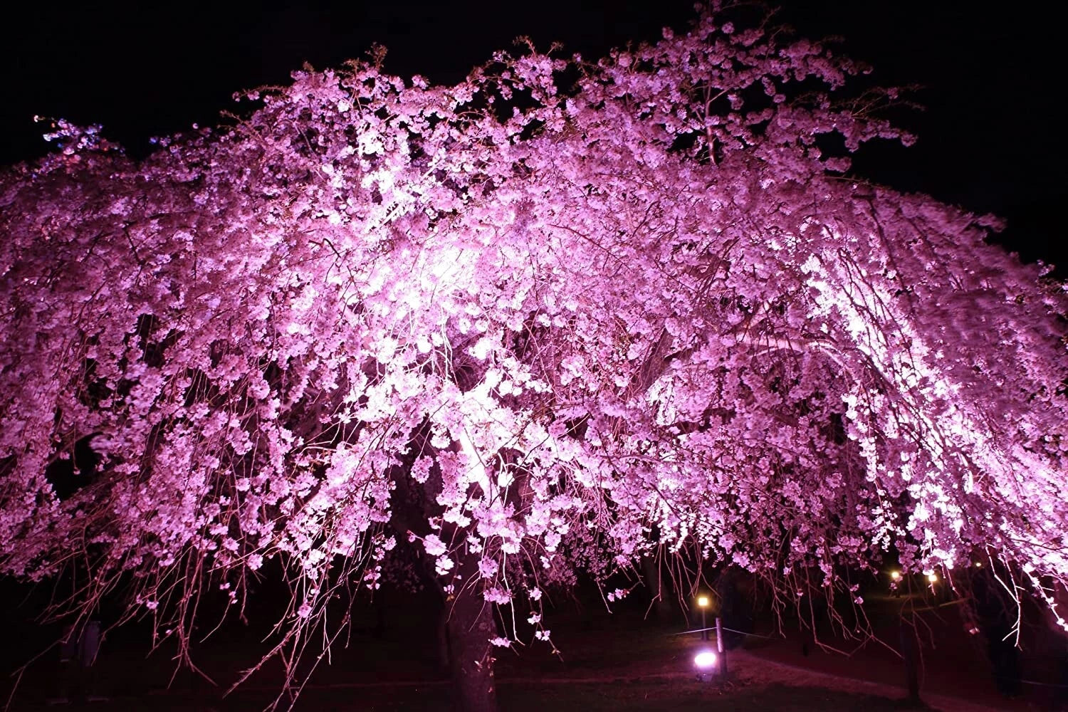 Weeping Cherry Tree Seeds - 8 Seeds - Blooming Weeping Higan Cherry (Prunus subhirtella)