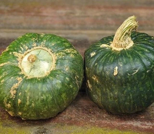 Burgess Buttercup Squash Seeds - 10 Seeds for Planting - Cucurbita maxima