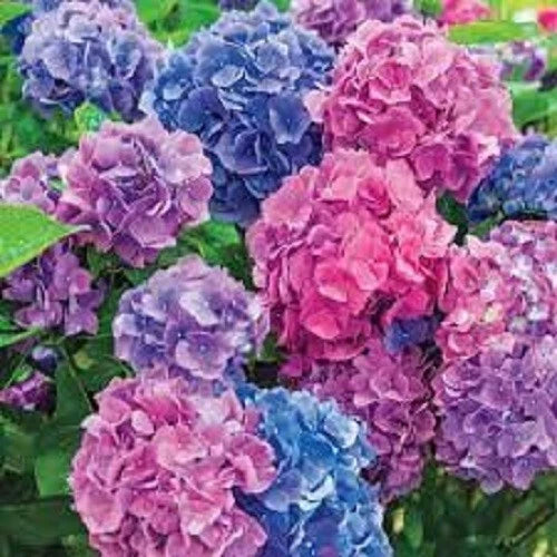 LA Dreaming Hydrangea Seeds - 5 Perennial Flower Seeds for Garden - Hydrangea macrophylla