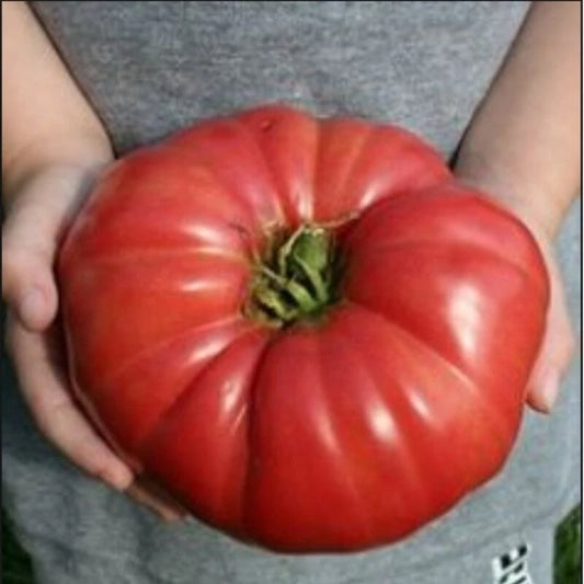 Giant Heirloom Tomato Seeds, 30 - 4000 Count, World Record Variety, Delicious Flavor, Solanum lycopersicum