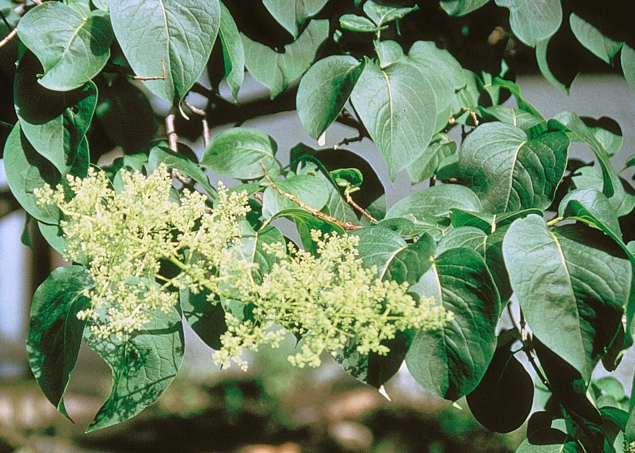Japanese Tree Lilac Seeds, 25 Pack, Syringa reticulata, Fragrant Ornamental Tree for Gardens and Landscaping