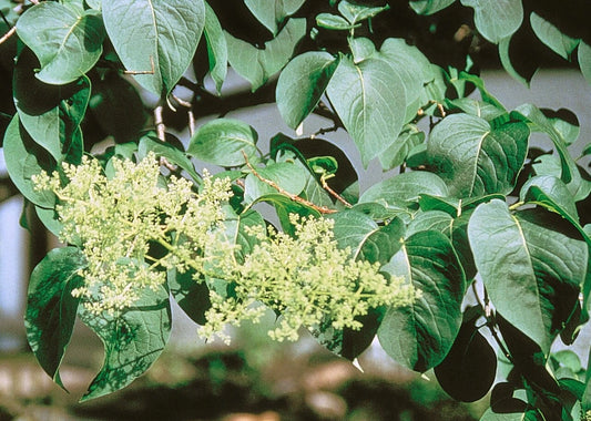 Japanese Tree Lilac Seeds, 25 Pack, Syringa reticulata, Fragrant Ornamental Tree for Gardens and Landscaping