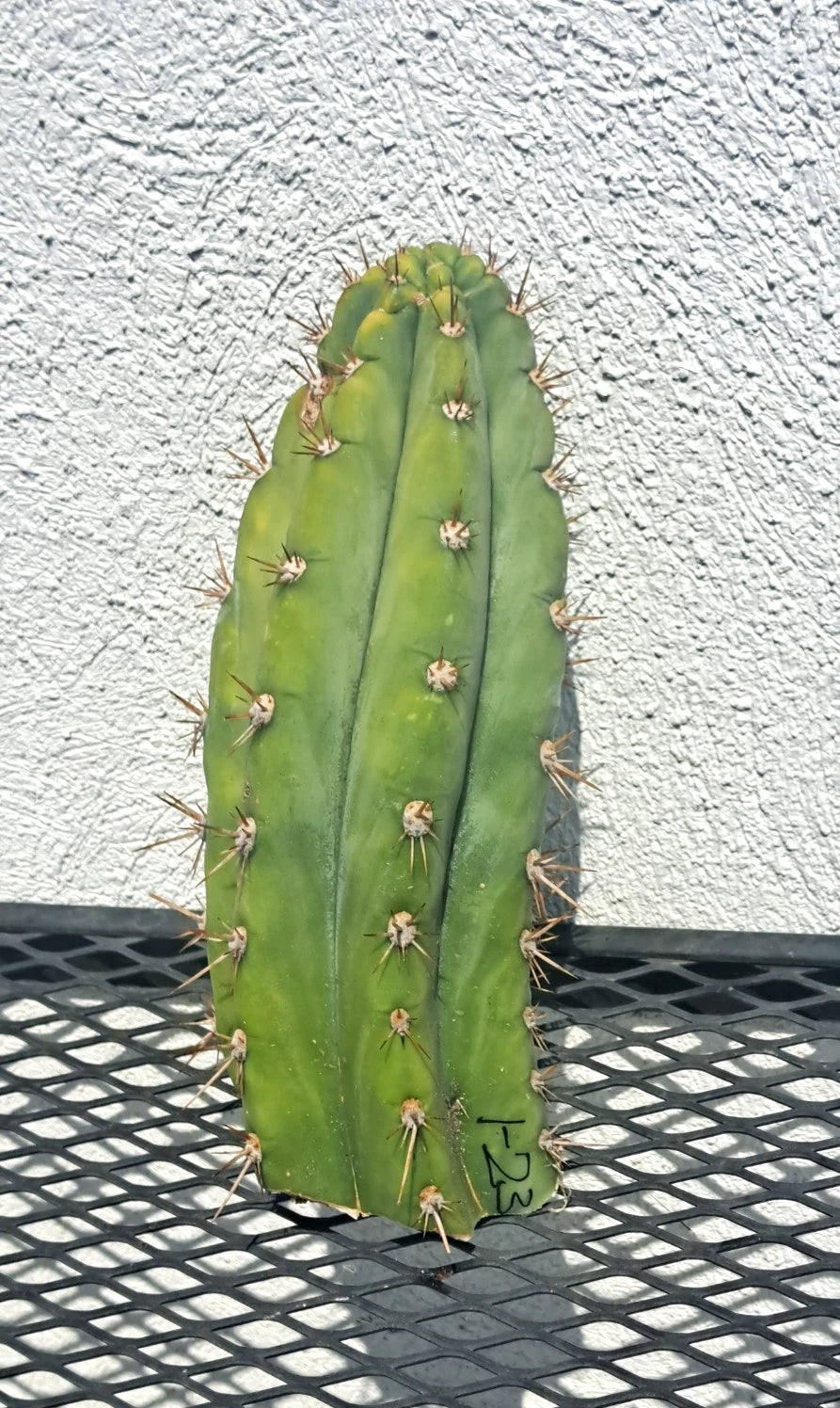 Cereus Dave Turner Cactus Cutting - Succulent Plant - Unique Cactus Variety - Cereus peruvianus