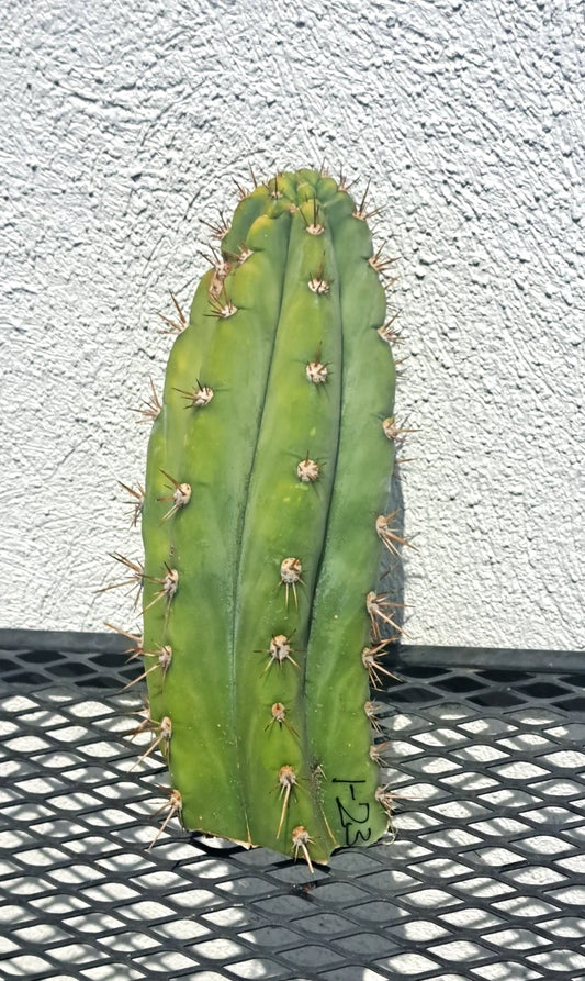 Cereus Dave Turner Cactus Cutting - Succulent Plant - Unique Cactus Variety - Cereus peruvianus