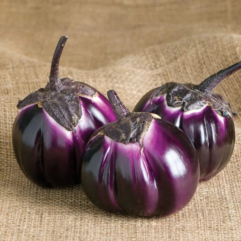 Barbarella Eggplant Seeds - 50 Non-GMO Seeds for Planting - Exotic Variety - Solanum melongena