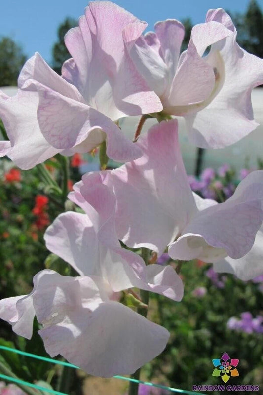 Deborah Devonshire Sweet Pea Seeds - 50+ Pack - Heirloom Variety for Garden - Lathyrus odoratus - USA