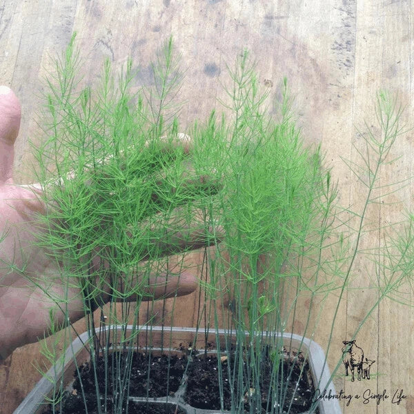 Asparagus Fern Mounding Annual Live Plant 4 Inch Pot Asparagus Densiflorus