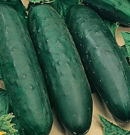 25+ Marketmore 76 Cucumber Seeds - Non-GMO Heirloom Organic Fresh - Cucumis sativus