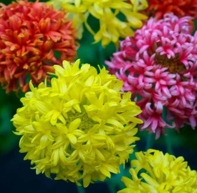 Indian Blanket Flower Seeds - Double Mix (100 Seeds) | Exotic Garden Flowers | Gaillardia pulchella