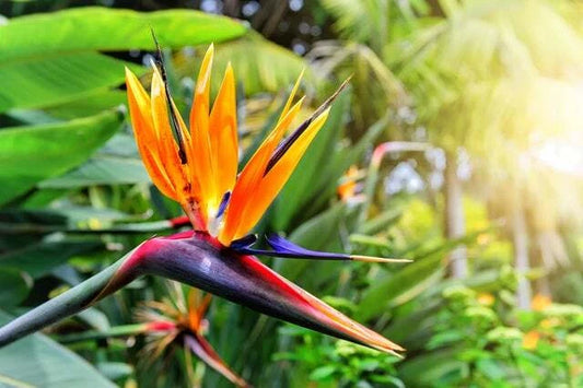 Bird of Paradise Flower Seeds - 5 Seeds - Strelitzia reginae - Tropical Plant, Exotic Color, Easy to Grow