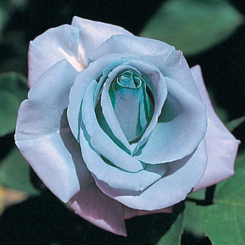 Blue Rose Seeds - 10 Perennial Flowering Shrub Seeds - Rosa spp. Blue Blooming Flowers