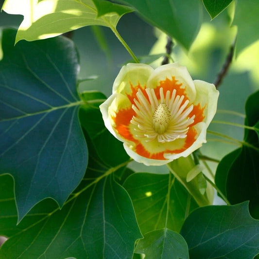Live Tulip Tree Plant 7" Tall Well Rooted Liriodendron Tulipifera, Ideal for Gardens and Landscaping