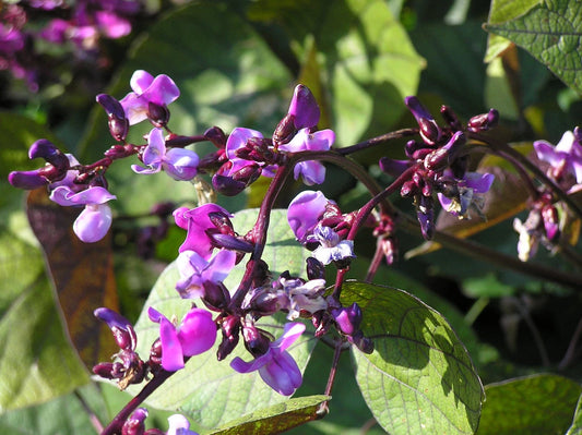 15 Seeds Purple Hyacinth Bean Vine - Dolichos lablab - Easy to Grow Flowering Climber - GroCo USA