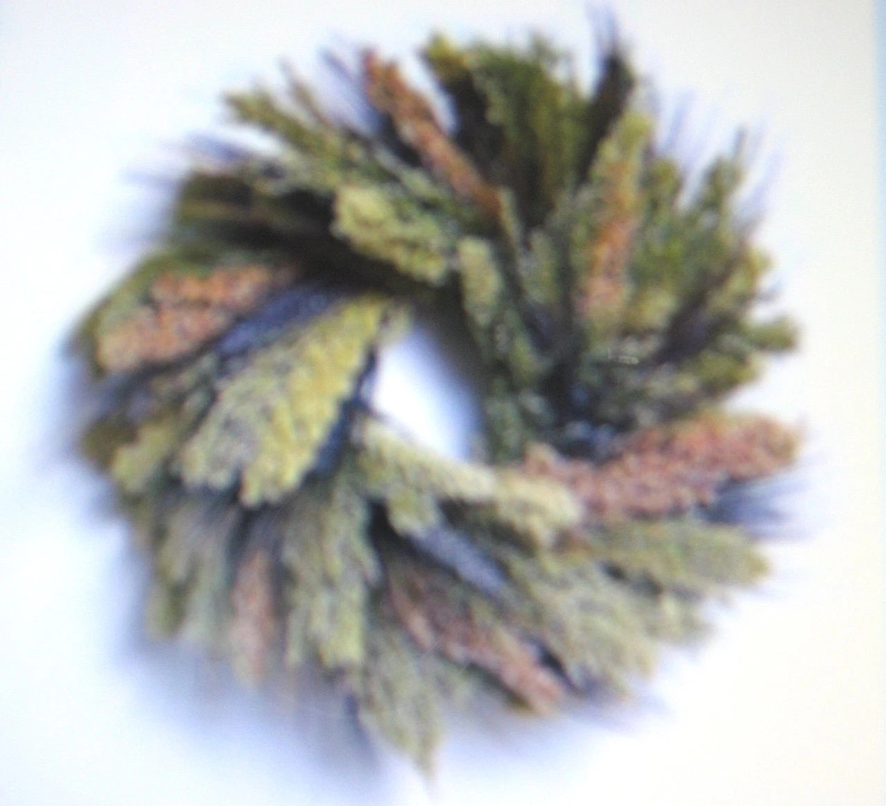 Broom Corn Multi-Colored Craft Stalks - Fun Arts & Crafts & Bird Food - Zea mays subsp. everta