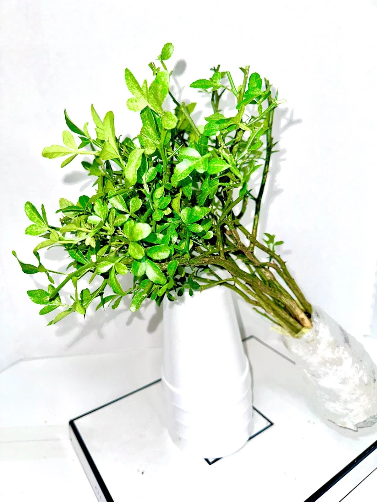 Cold Hardy Citrus Seedling 10-Pack - Bare Root Live Plants - Citrus Variety - Ideal for Gardens and Containers