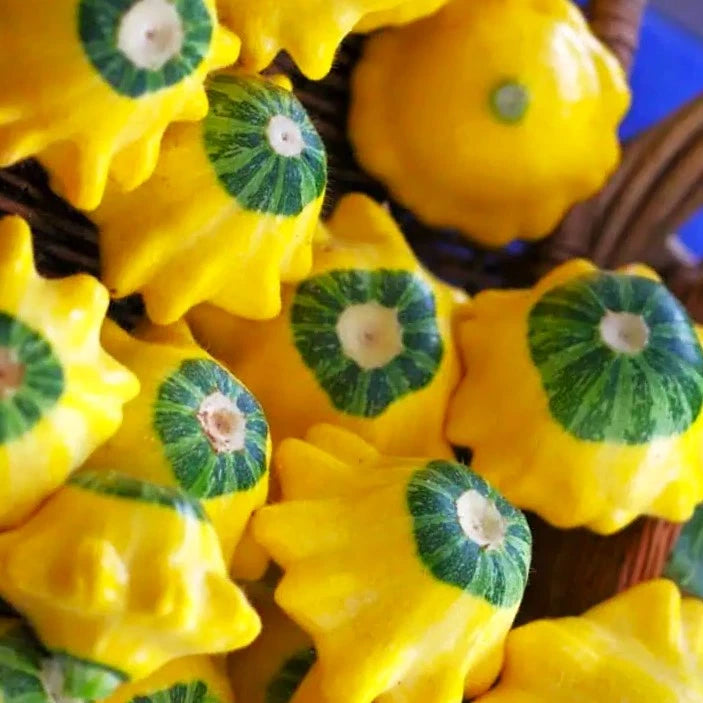 Bicolor Patty Pan Squash Seeds - Yellow & Green - Bush Scallop Variety - Cucurbita pepo - 2025 Planting