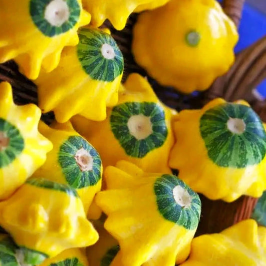 Bicolor Patty Pan Squash Seeds - Yellow & Green - Bush Scallop Variety - Cucurbita pepo - 2025 Planting