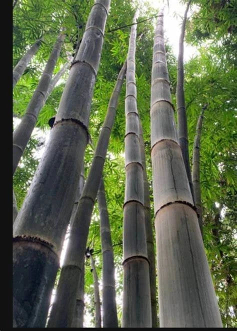 California Giant Bamboo Seeds - 50 Pack - Clumping Privacy Plant for Garden - Perfect Shade Screen (Bambusa vulgaris)