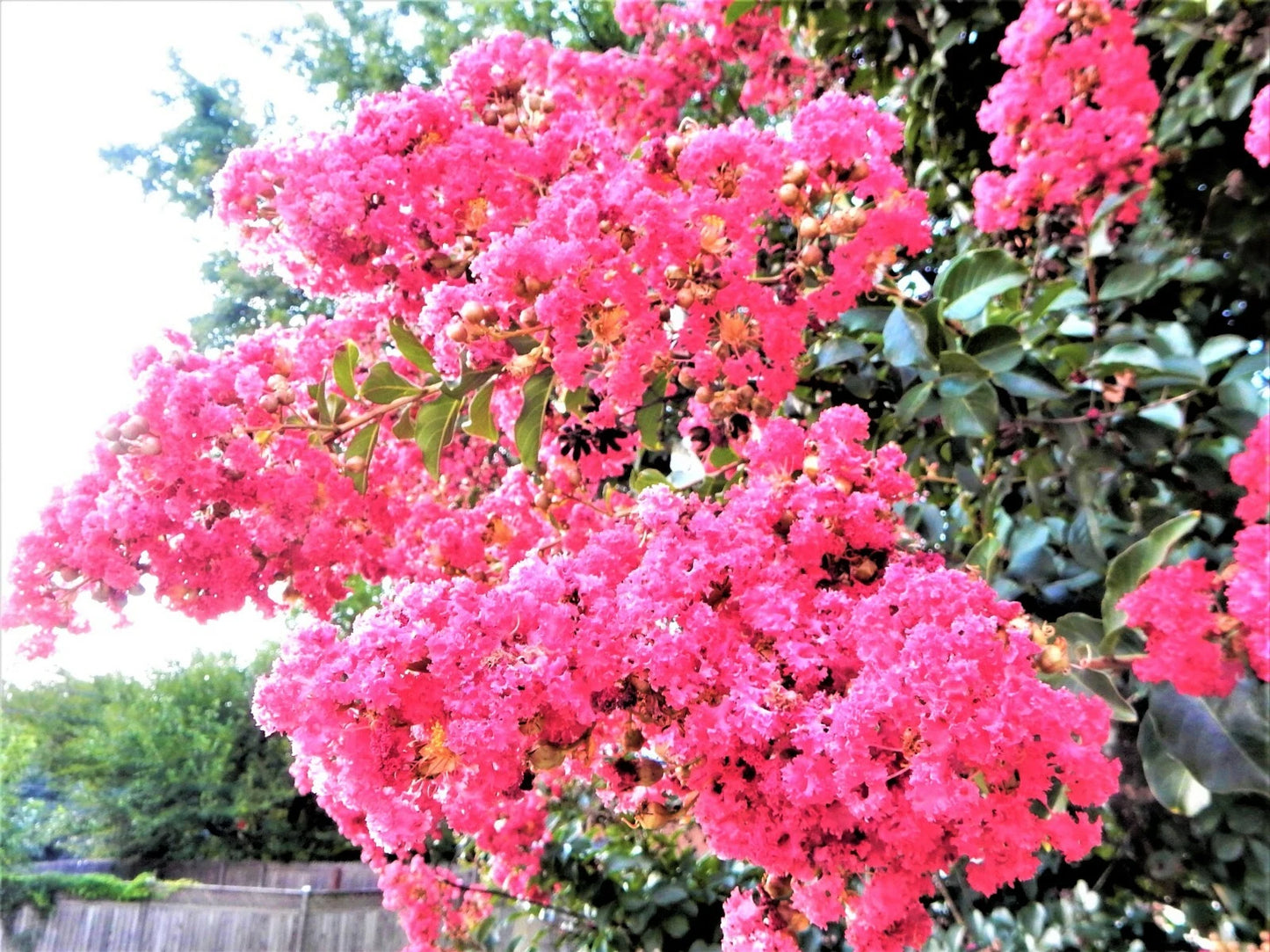 Sioux Pink Crape Myrtle Plant - 1 Plant - Perennial - Lagerstroemia indica - 8" to 10" Tall