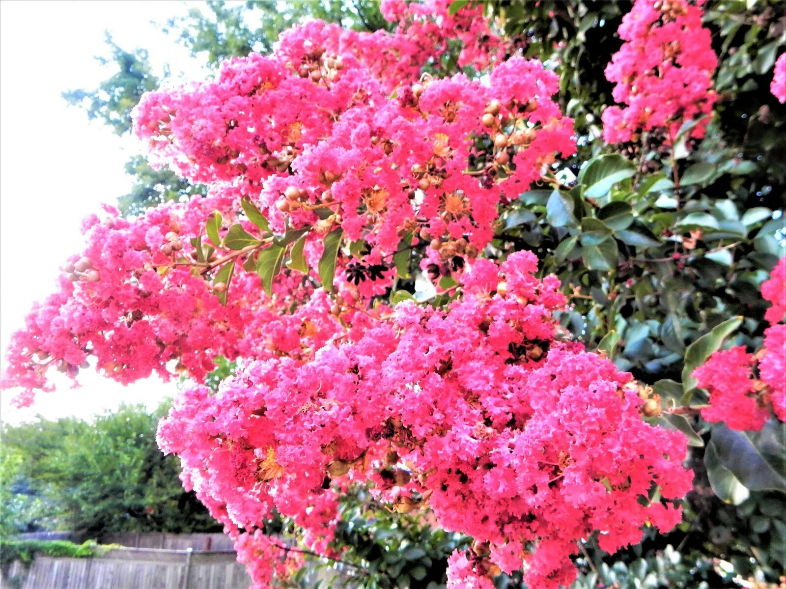 Sioux Pink Crape Myrtle Plant - 1 Plant - Perennial - Lagerstroemia indica - 8" to 10" Tall