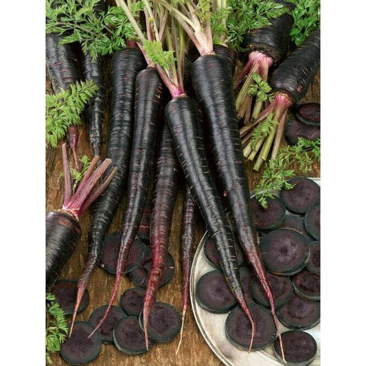 Black Nebula Carrot Seeds - Non-GMO Heirloom, Unique Purple Vegetable, Daucus carota