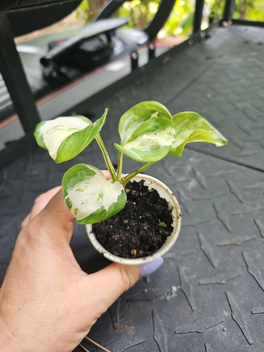 Manjula Pothos Plant 2.5" Pot Variegated Fully Rooted Epipremnum aureum