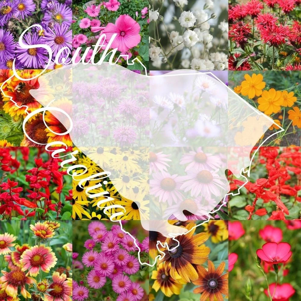 Wildflower Seed Mix 1/4lb Bulk South Carolina Blend Covers 2,000 sq ft - Native Flower Seeds for Garden (Various Colors)