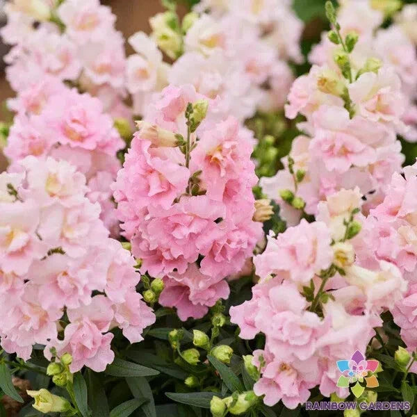 Twinny Appleblossom Snapdragon Seeds - 1000+ Count - Antirrhinum majus - Ideal for Garden Planting - USA