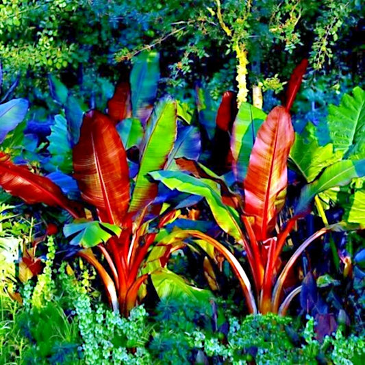 5 Red Abyssinian False Banana Plant Seeds - Musa Ensete ventricosum - RARE Tropical Seeds for Gardening