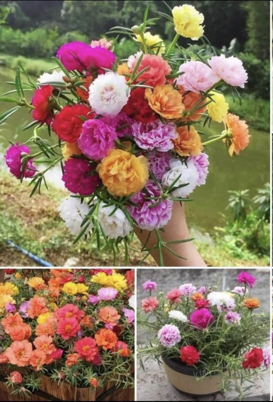1000+ Seeds Moss Rose Double Mix Color - Portulaca grandiflora - Buy 2 Get 1 Free
