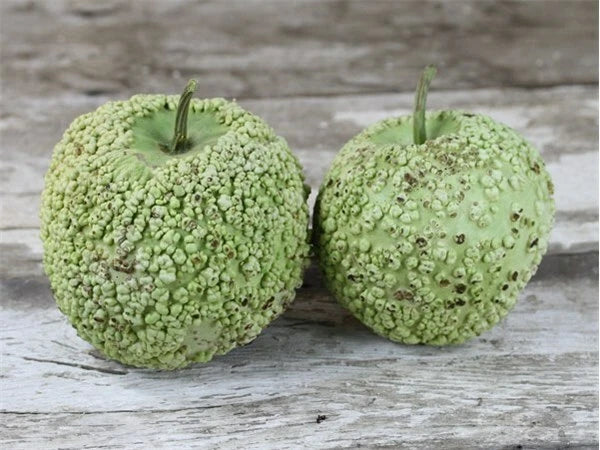 Bule Blister Gourd Seeds - Fresh Gourd Seed Variety - Cucurbita Pepo