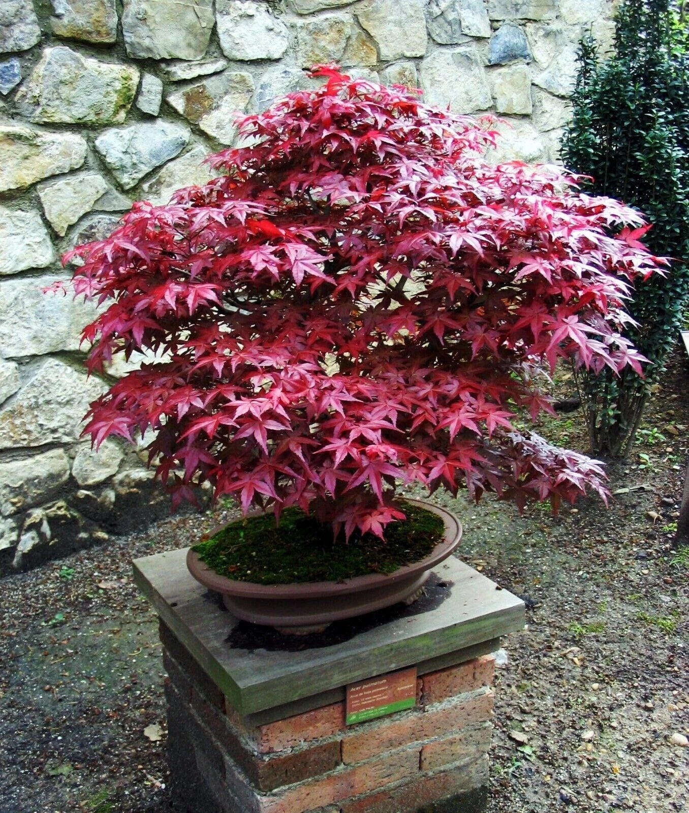 Bloodgood Maple Tree Live Plant 4" Well-Rooted Japanese Red/Green Acer palmatum 'Bloodgood'
