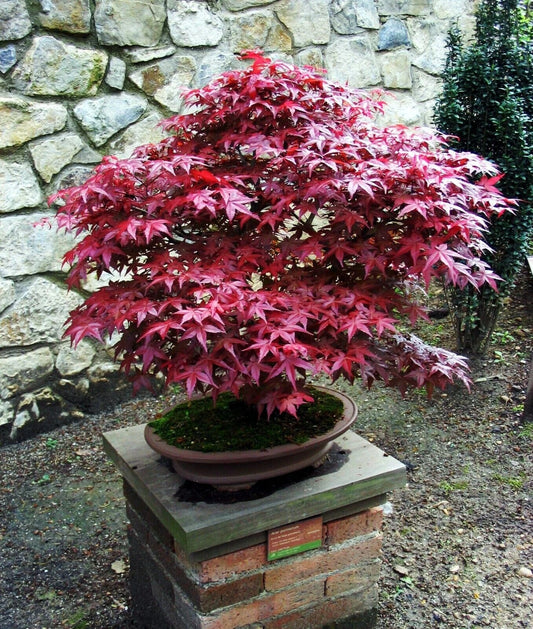 Bloodgood Maple Tree Live Plant 4" Well-Rooted Japanese Red/Green Acer palmatum 'Bloodgood'