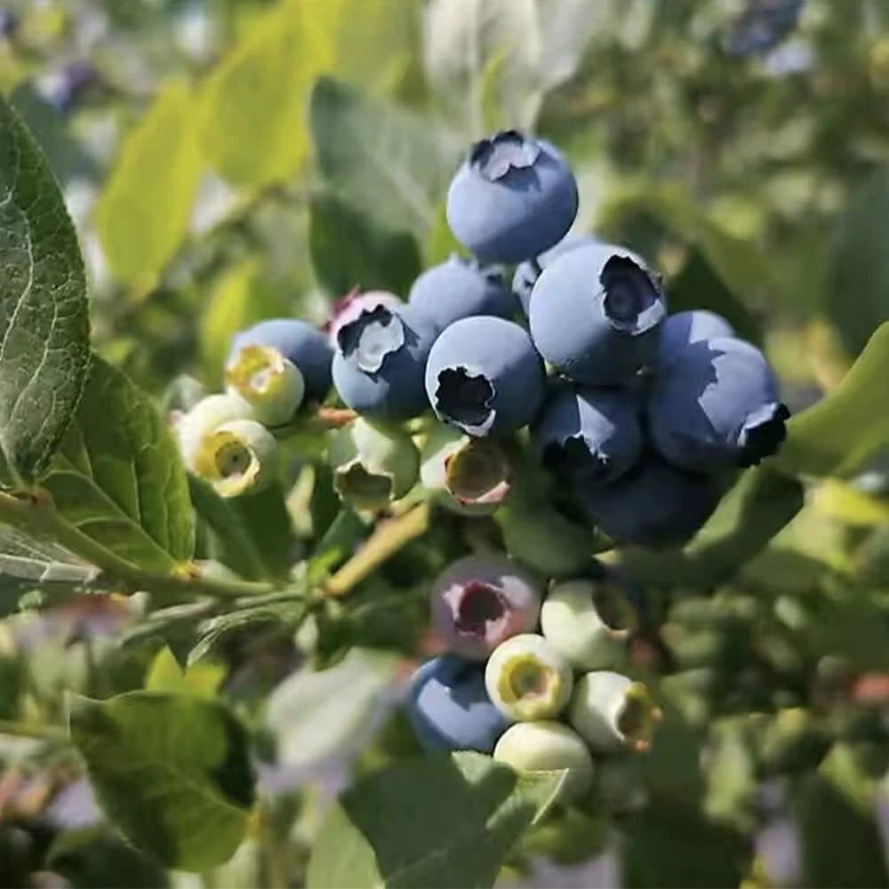 Blueberry Seeds for Planting, 100+ Seeds, High Yield, Vaccinium corymbosum