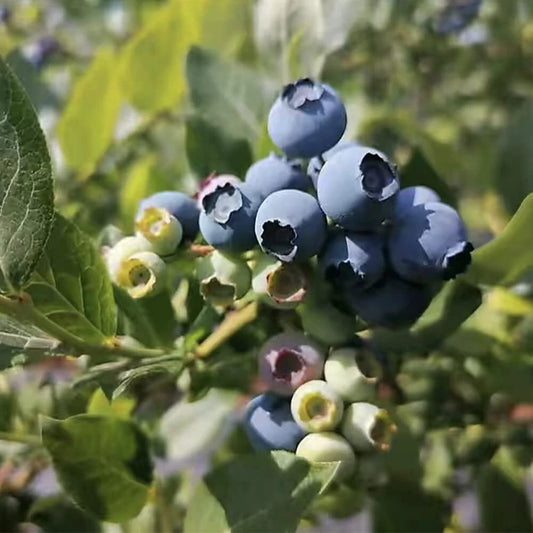 Blueberry Seeds for Planting, 100+ Seeds, High Yield, Vaccinium corymbosum