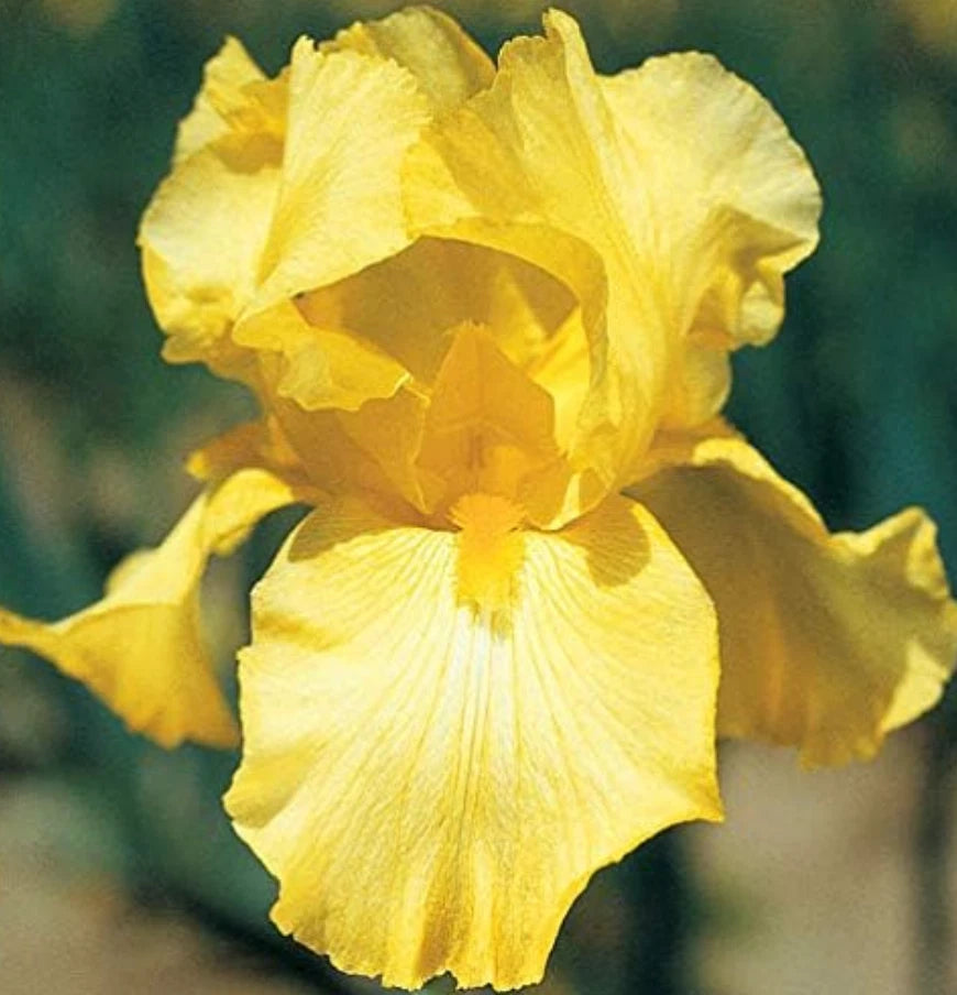 Bare Root Yellow Iris Rhizome Starter Plants - 25 Count - Iris pseudacorus