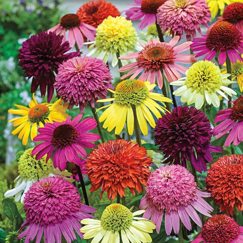 50 Double Mix Coneflower Seeds | Echinacea Perennial Flowers | Vibrant Colors | USA Seller
