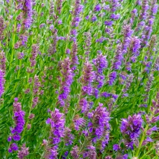 Hyssop Seeds | NON-GMO Heirloom Flower Seeds | Fresh Herbal Variety | Hyssopus officinalis