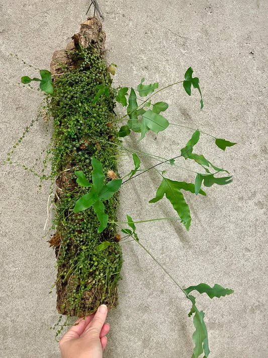 Jungle Log Garden - Peperomia & Rabbits Foot Fern | Unique Plant Display | SapphireChild Orchids