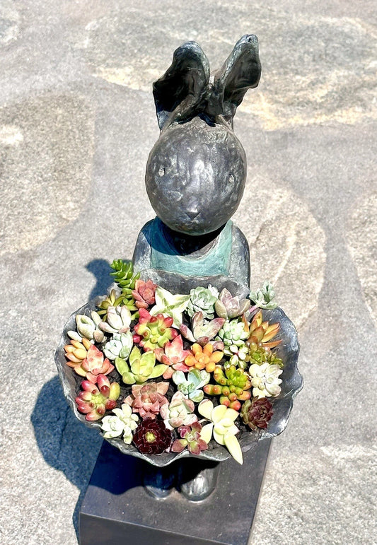 Assorted Mini Succulent Cuttings Set - 10 + 2 FREE for Terrariums - Perfect for Mini Fairy Gardens - Various Varieties