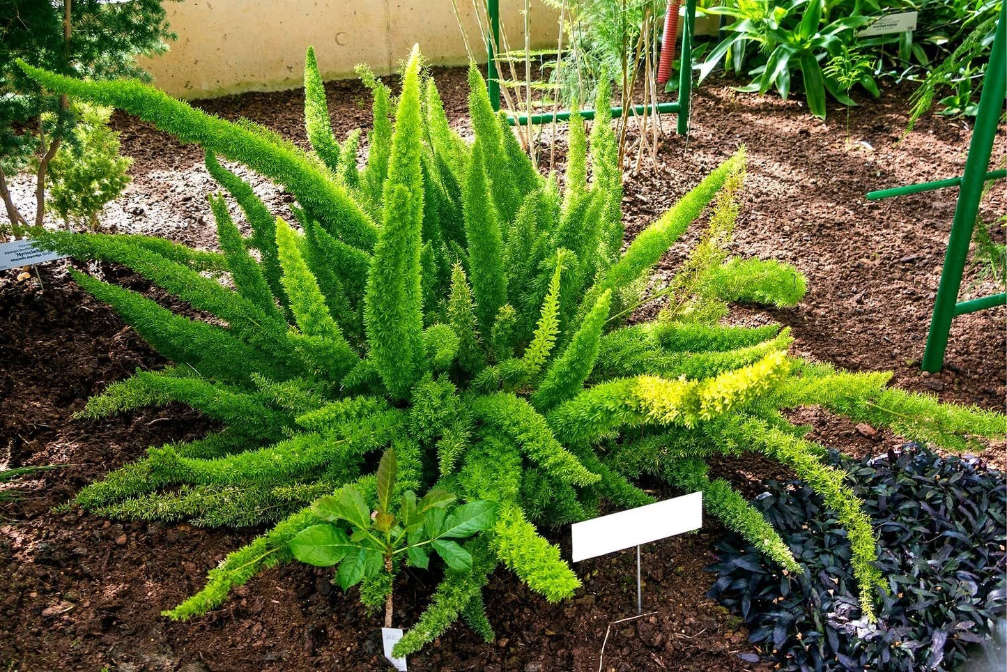 Asparagus Fern Seeds - 6 Pack - Asparagus densiflorus Meyeri - Ideal Indoor Plant - Easy to Grow